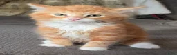 Mixed Breed cats for sale: Beautiful kittens  - Advert 3