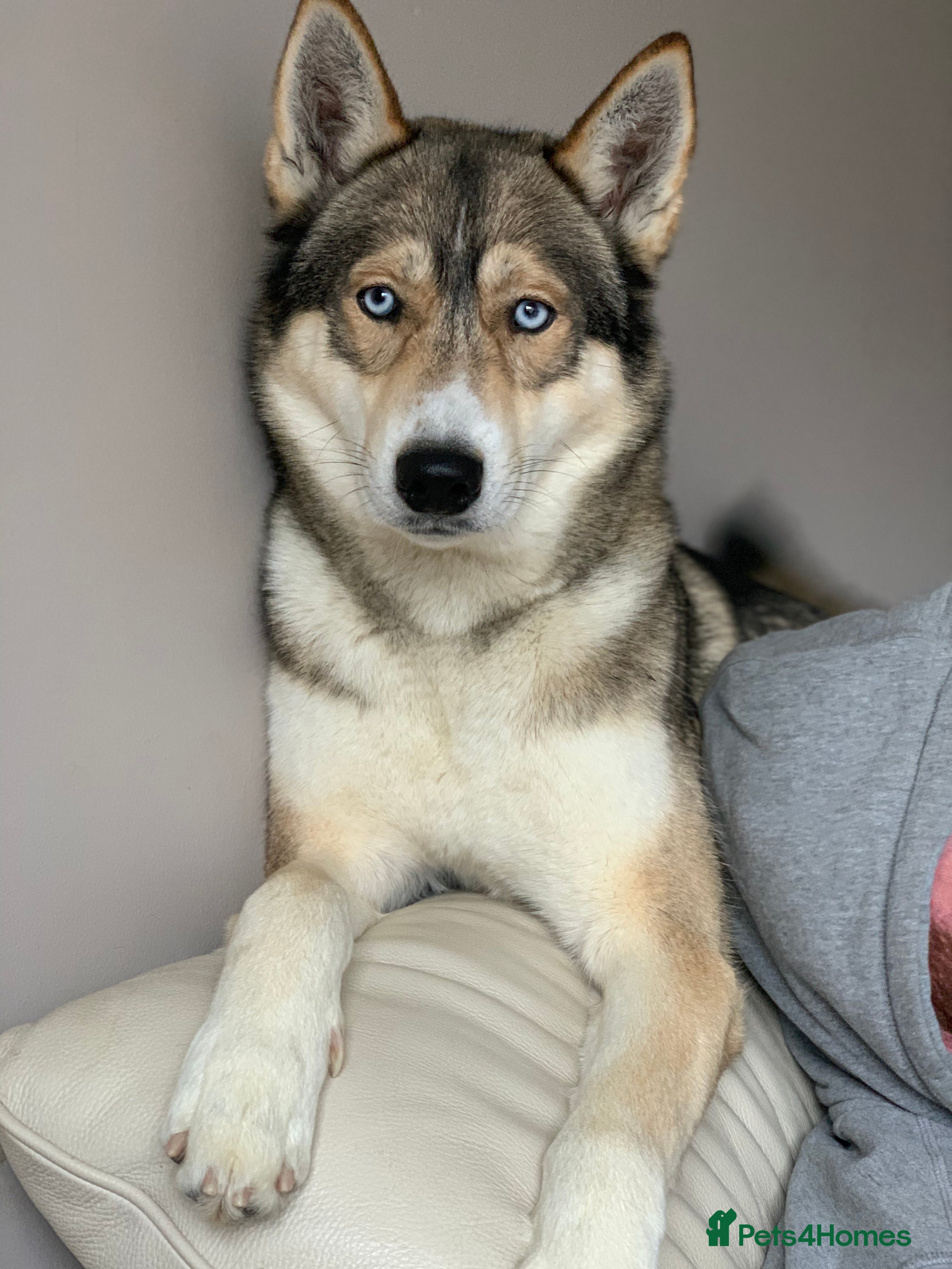 Siberian Husky dogs EXTREMELY RARE SABLE AGOUTI SIBERIAN HUSKY STUD in Coalville - Advert 5