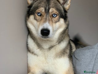 Siberian Husky dogs in Coalville - Advert 7