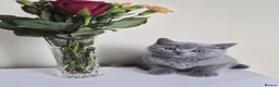 British Shorthair cats for sale: Exceptional pedigree British shorthair kittens  😻 - Advert 7