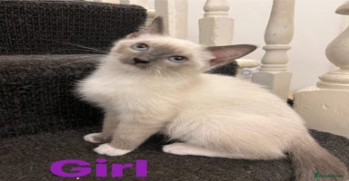 Ragdoll cats - Advert 2