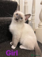 Ragdoll cats - Advert 1