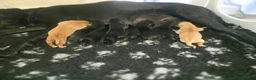 Labrador Retriever dogs for sale: Kc labrador-retriever pups 🐶 - Advert 7