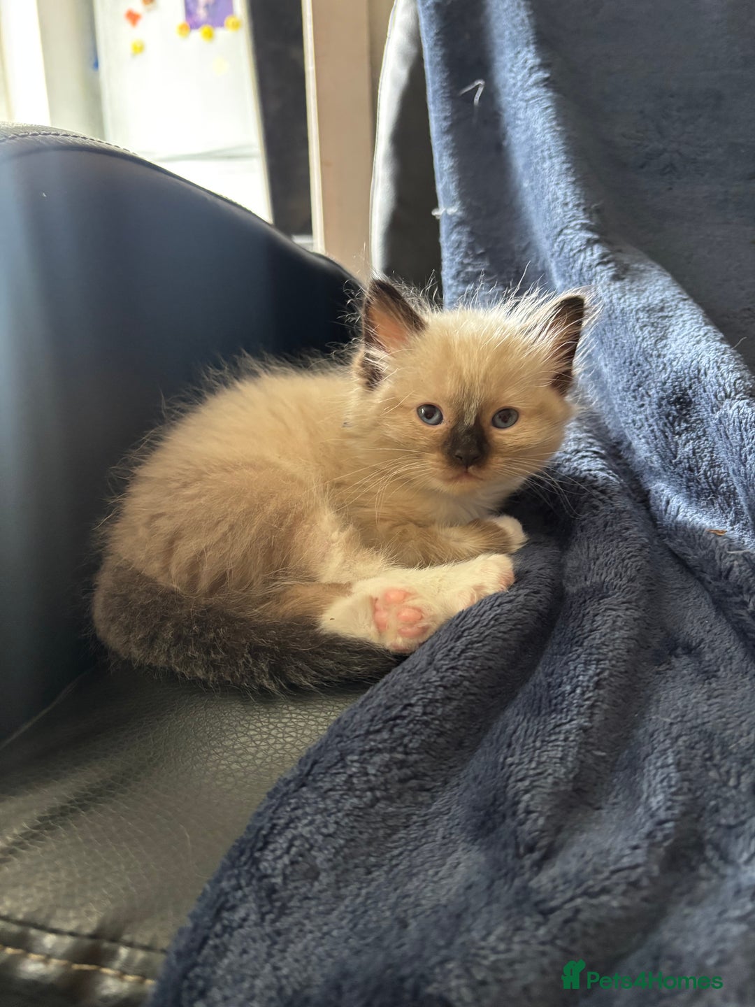 Ragdoll cats for sale: Ragdoll kittens - Image 9