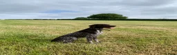 German Shorthaired Pointer dogs for stud: KC Registered GSP For Stud in Barnstaple - Advert 3
