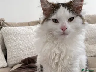 Norwegian Forest Cat cats Marley - Advert 1