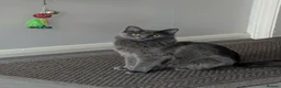 Mixed Breed cats for sale: Cats For Sale - Advert 7