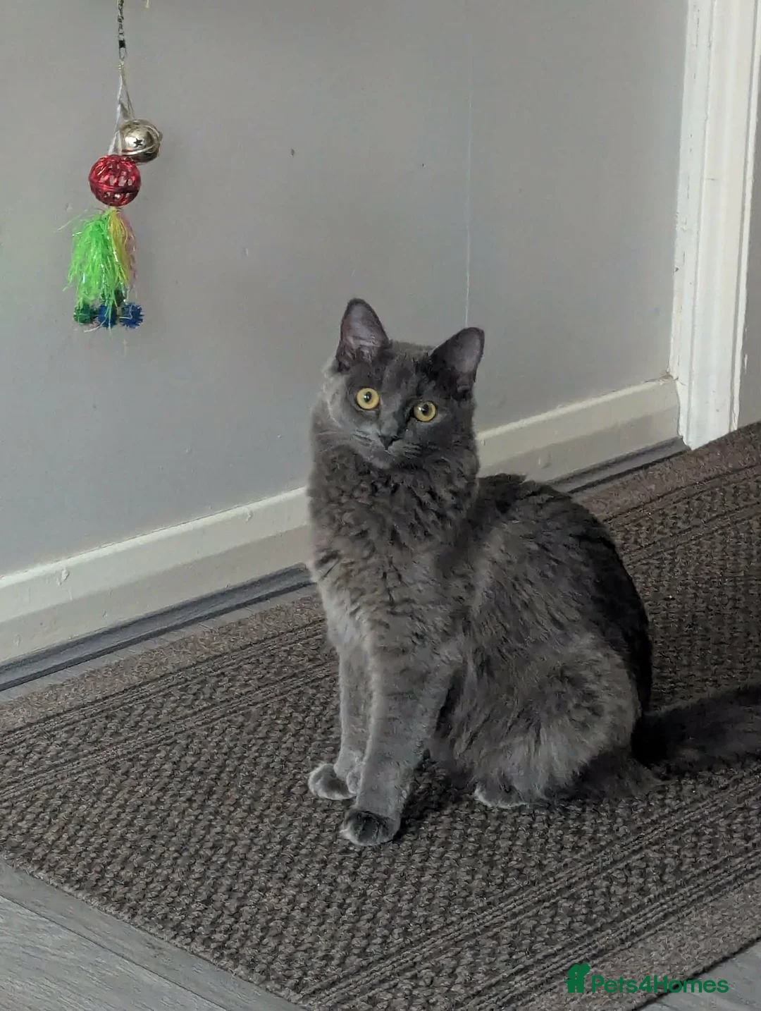 Mixed Breed cats for sale: Cats For Sale - Advert 7