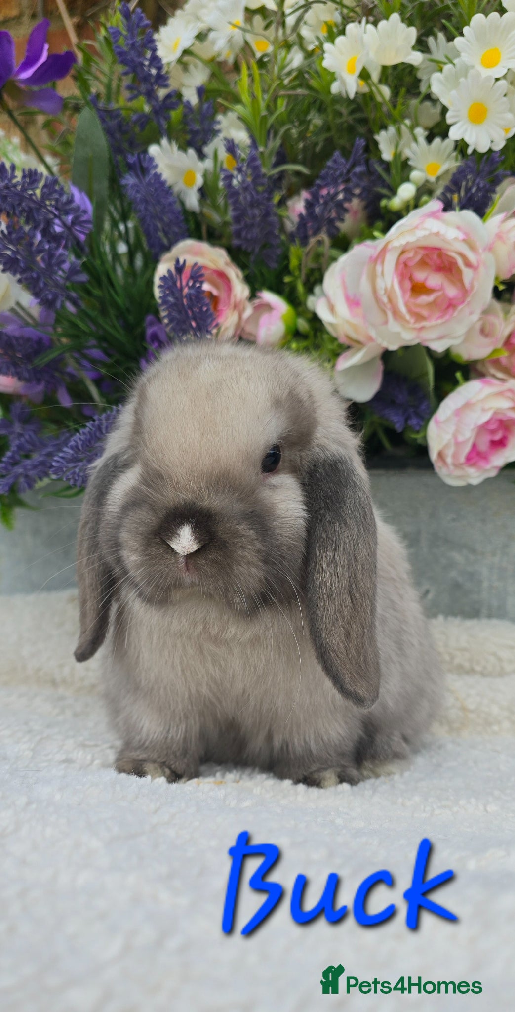 Mini Lop rabbits Beautiful quality mini lops - Advert 1