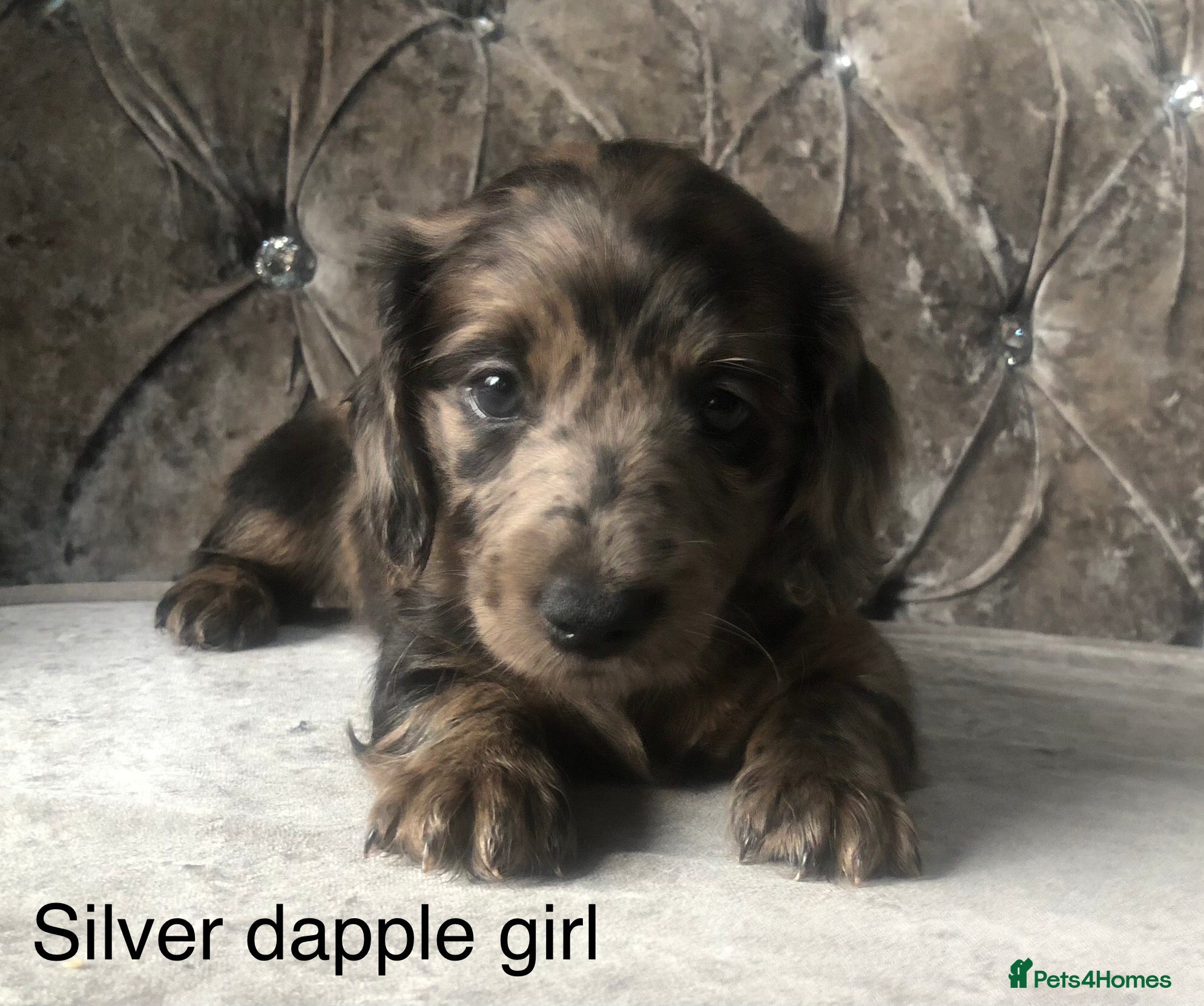 Miniature Dachshund dogs Miniature long haired dachshund puppies - Advert 2