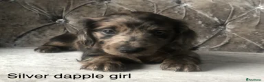 Miniature long haired Dachshund Puppy silver dapple girl