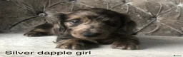 Miniature Dachshund dogs for sale: Miniature long haired dachshund puppies - Advert 1