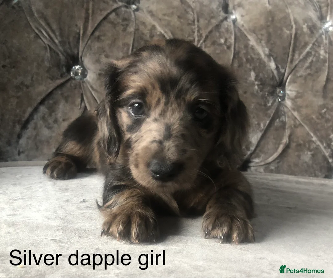 Miniature Dachshund dogs for sale: Miniature long haired dachshund puppies - Advert 1