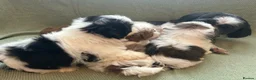 Shih Tzu dogs for sale: Shih Tzu Puppies For Sale 🐶🤎 - Advert 14