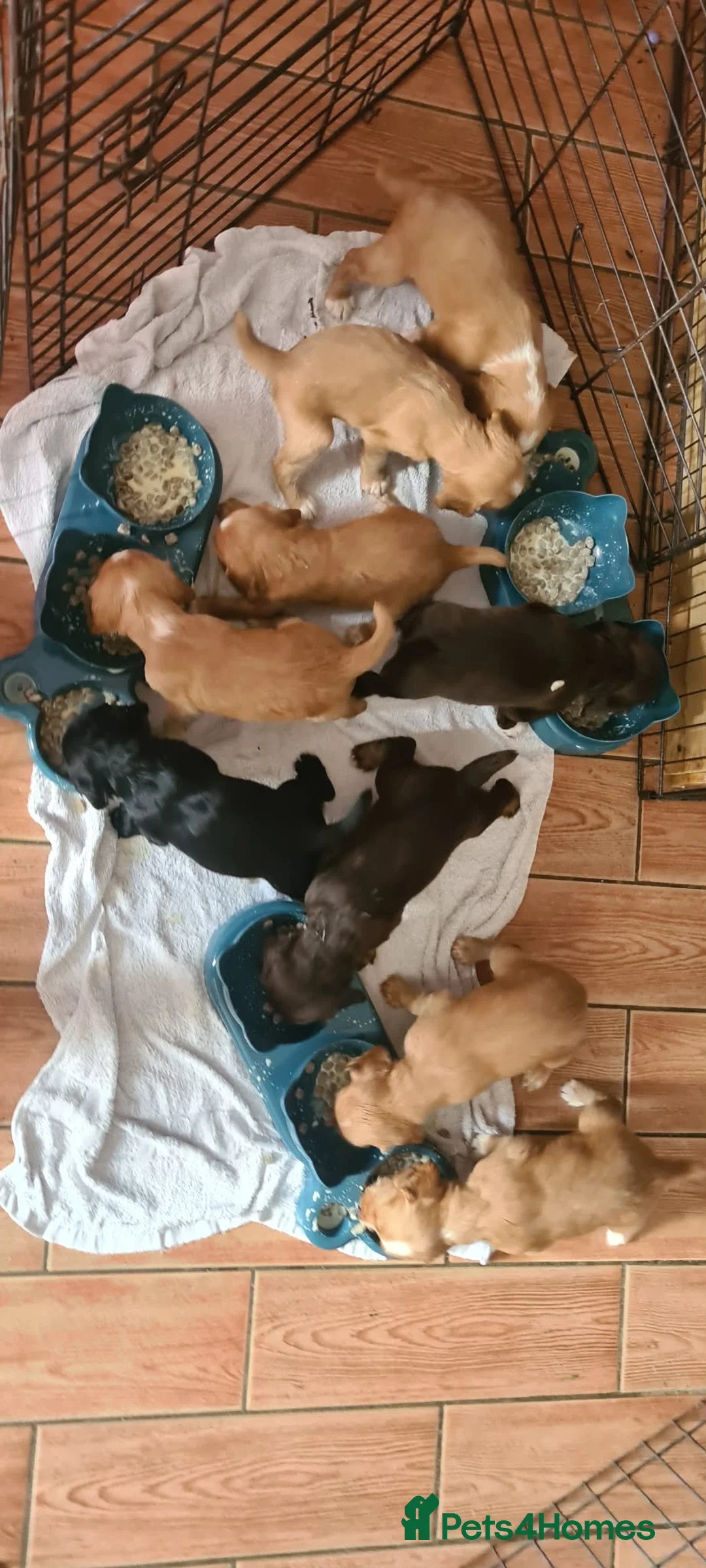 Cocker Spaniel dogs for sale: Working cocker spaniel  - Advert 1