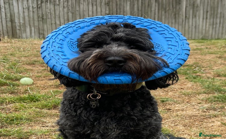 Cockapoo dogs - Advert 1