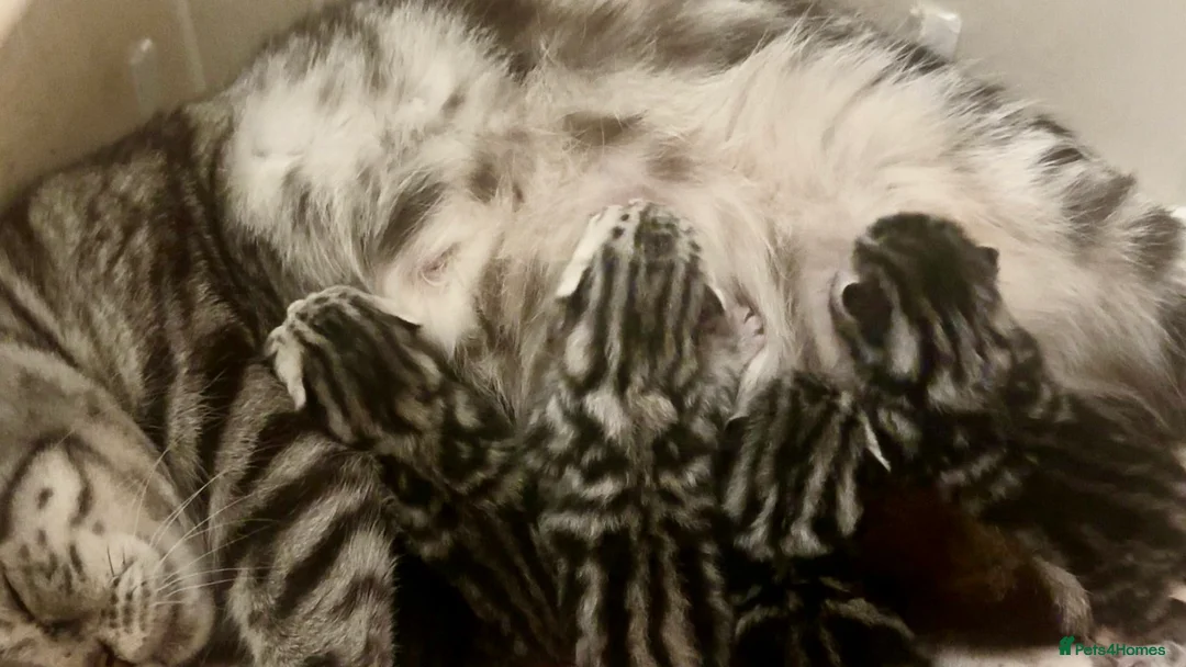 British Shorthair cats for sale: GCCF Rare Show Quality BSH Silver Tabby Kittens  - Advert 2