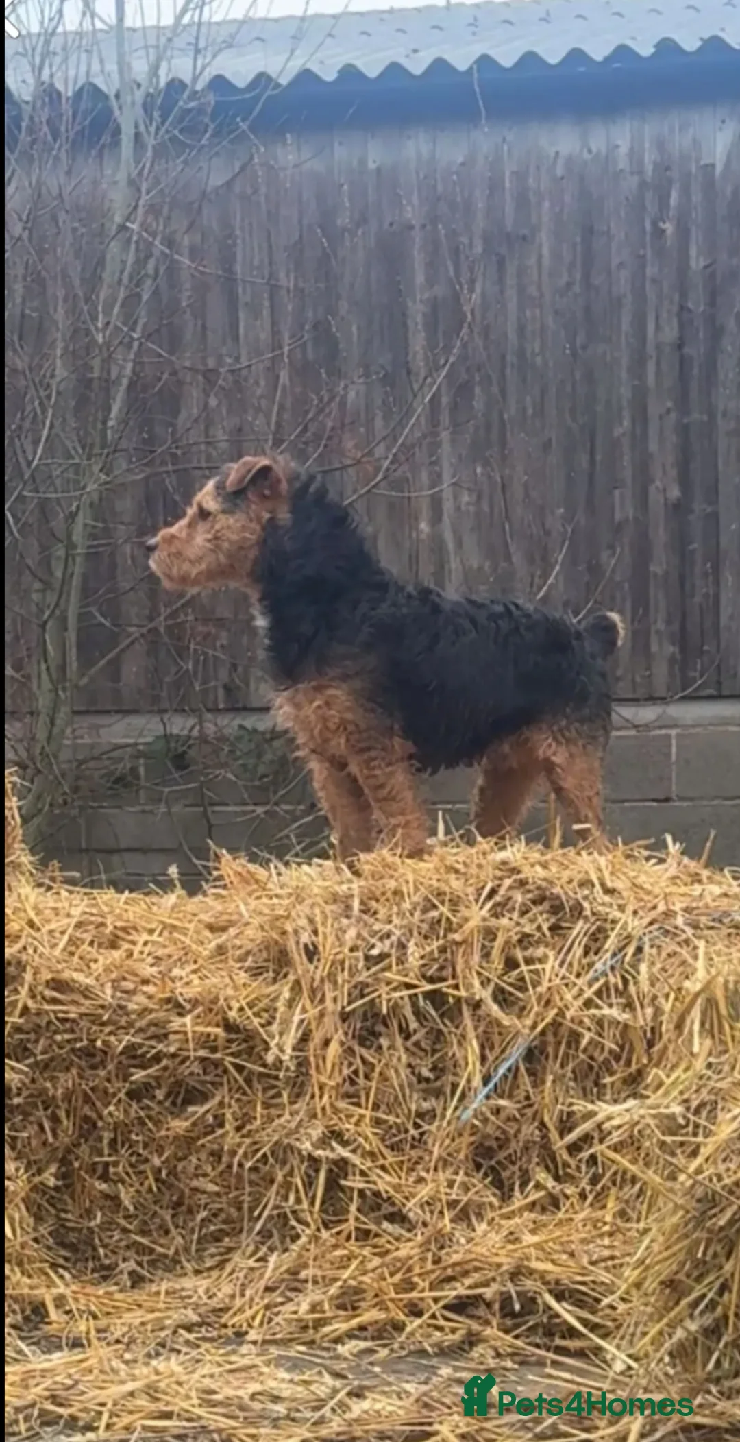 Mixed Breed dogs for sale: lakeland x jack russell  - Advert 3