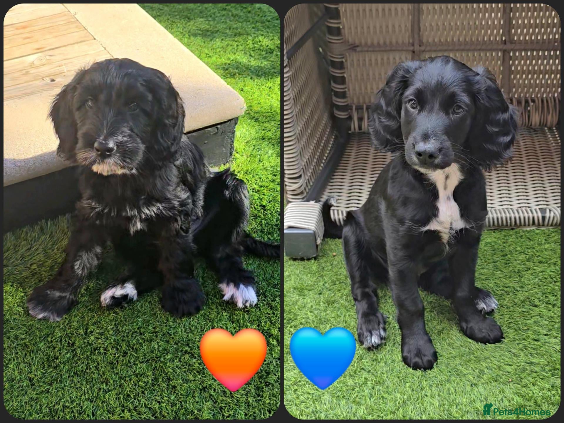 Cockapoo dogs 2 Gorgeous Black Cockapoo Puppies - Family Raised - Advert 1