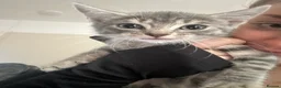 British Shorthair cats for sale: READY NOW 2 girls x - Advert 4