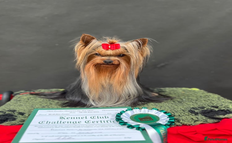 Yorkshire Terrier dogs - Advert 6