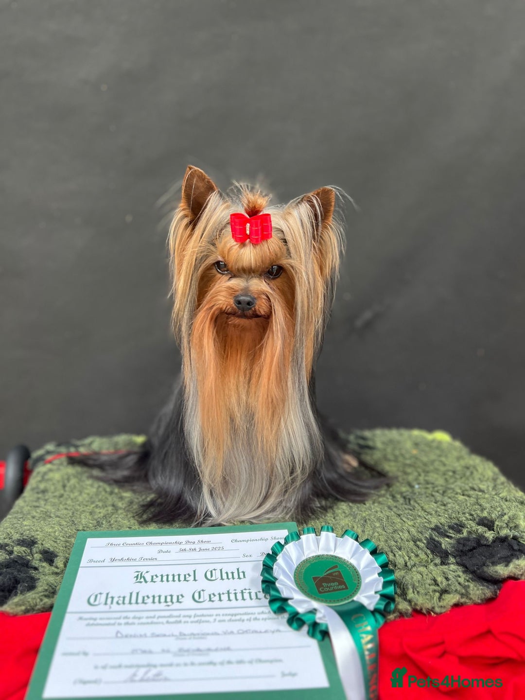 Yorkshire Terrier dogs for sale: Pedigree Yorkshire terrier - Image 1
