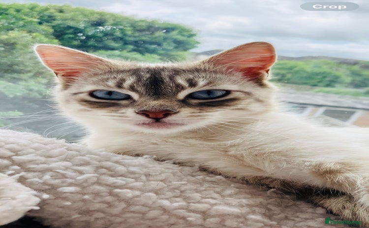 Siamese cats - Advert 1