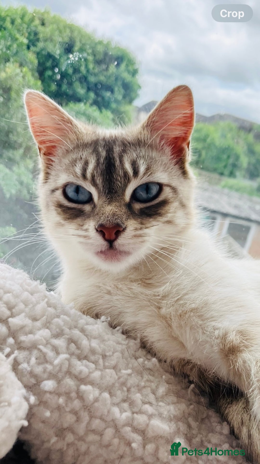 Siamese cats for sale: Siamese Lynx, - Image 1