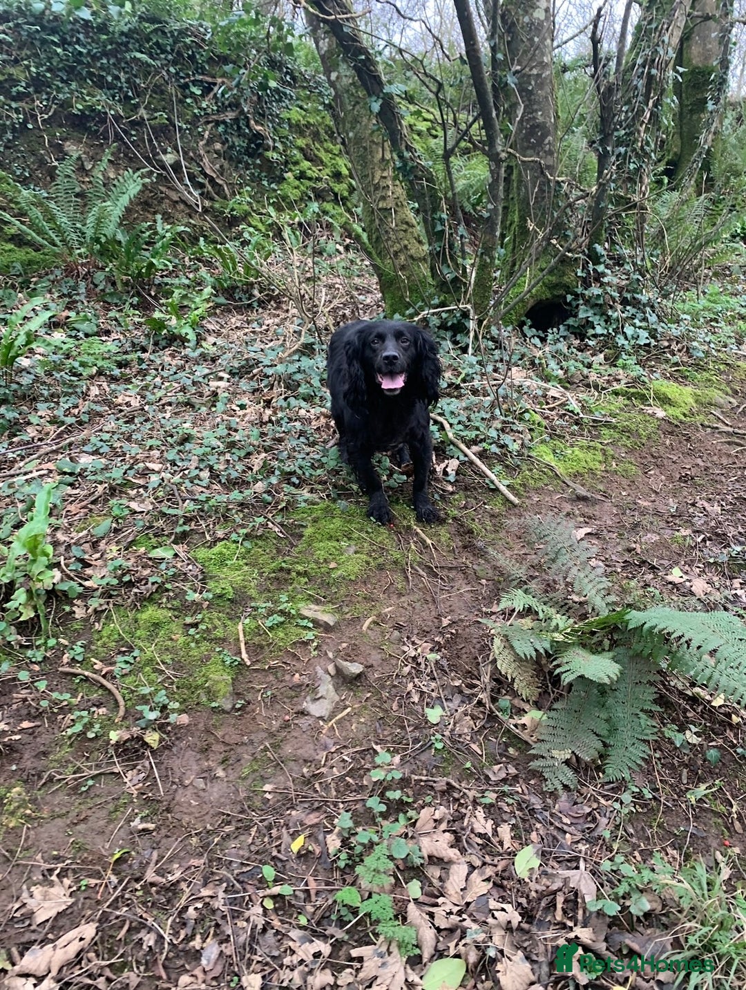 Cocker Spaniel dogs for stud: Male Pedigree Cocker Spaniel for Stud - Advert 2