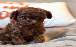 Toy Poodle dogs for sale: Full Asian girl - Image 11