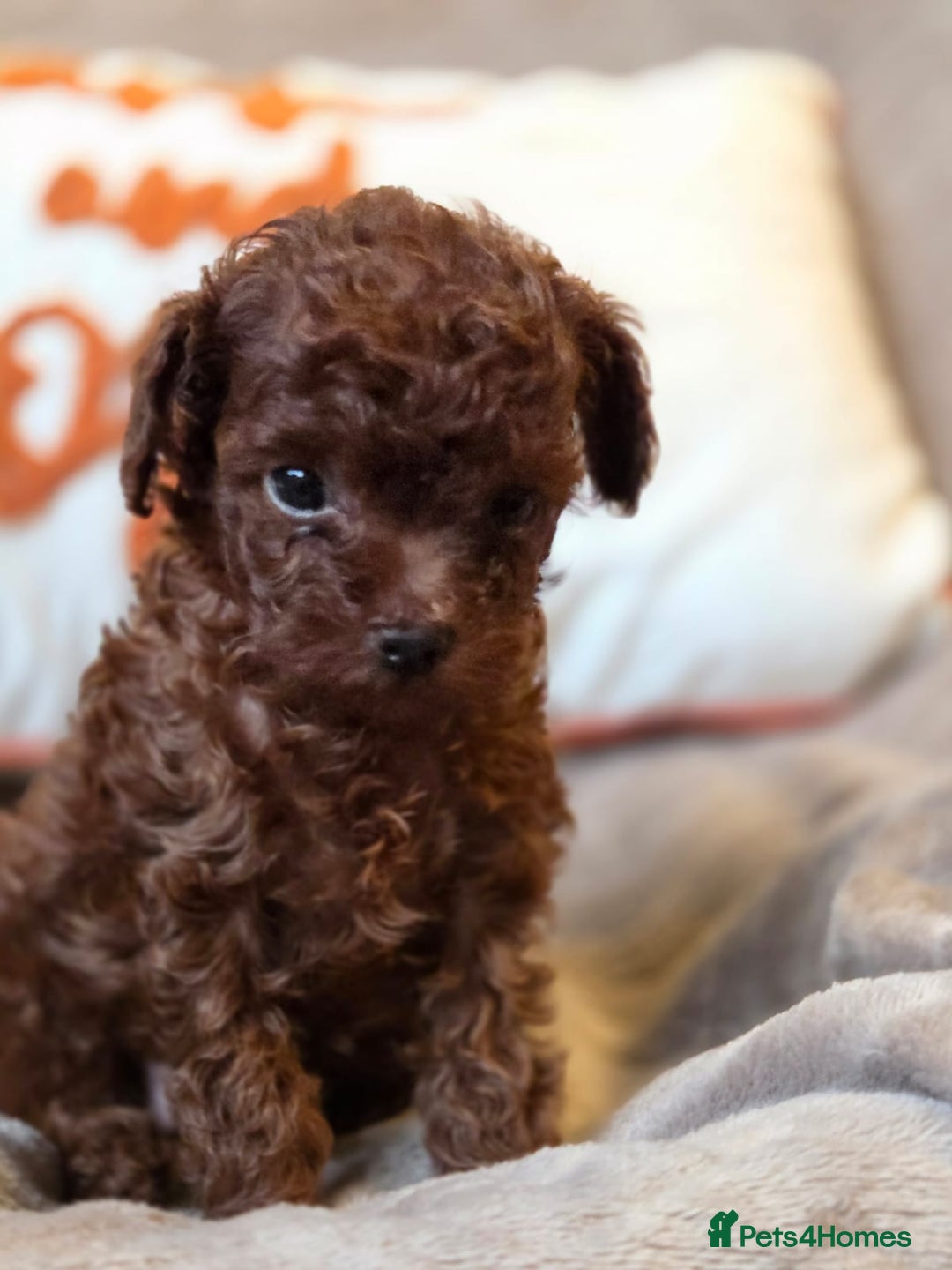 Toy Poodle dogs for sale: Full Asian girl - Image 11