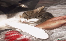 Domestic Shorthair cats for sale: Beautiful Tabby boy - Image 3