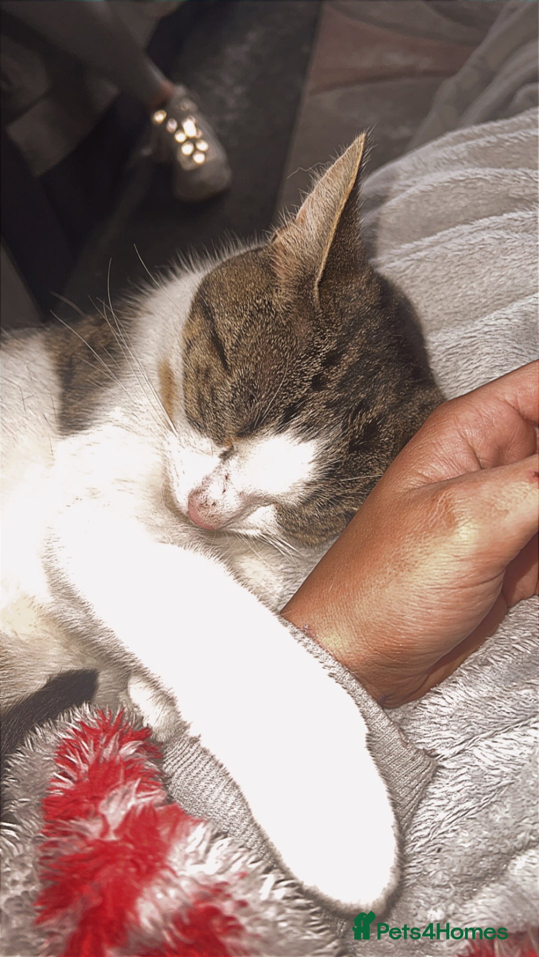 Domestic Shorthair cats for sale: Beautiful Tabby boy - Image 3