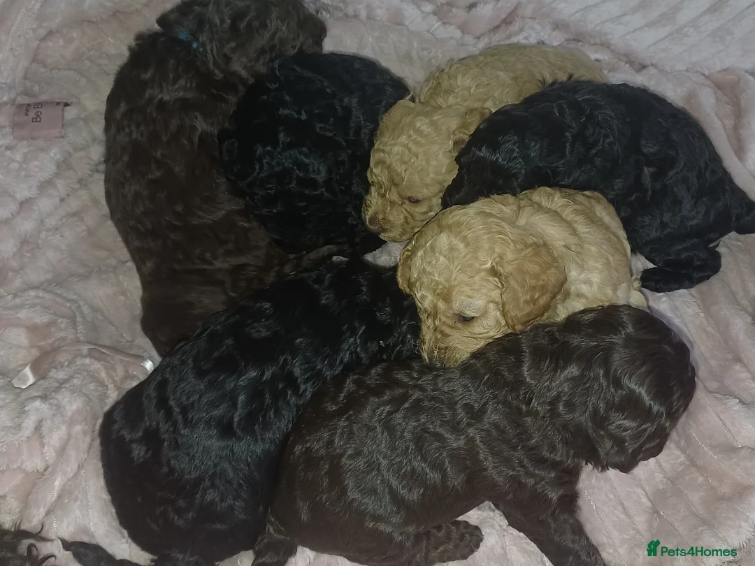 Cockapoo dogs for sale: Beautiful Cockapoo puppies F1b in Bilston - Advert 21