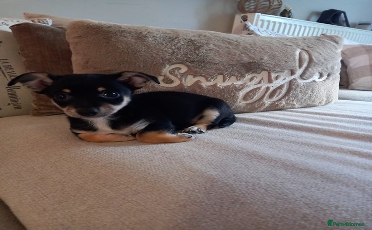 Jack Russell dogs - Advert 11