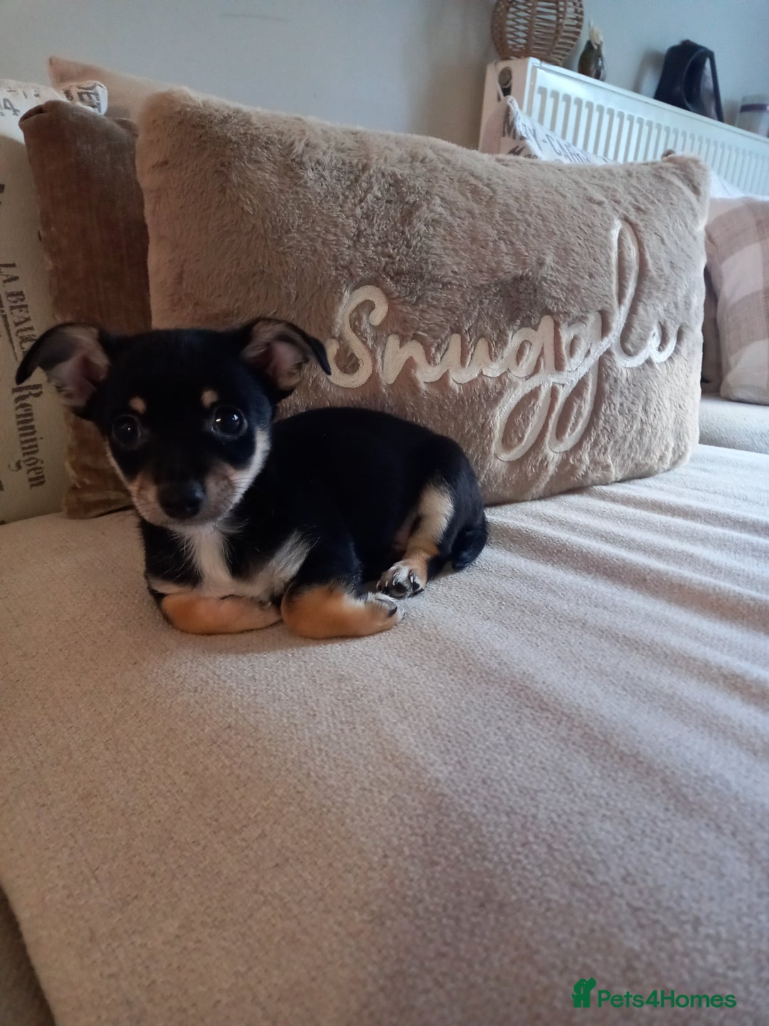 Jack Russell dogs for sale: Beautiful Jack russell puppy ( last one) - Image 1