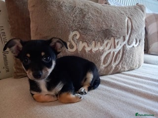 Jack Russell dogs - Advert 22