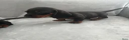 Miniature Dachshund dogs for sale: Dachshund boys in Coventry - Advert 14