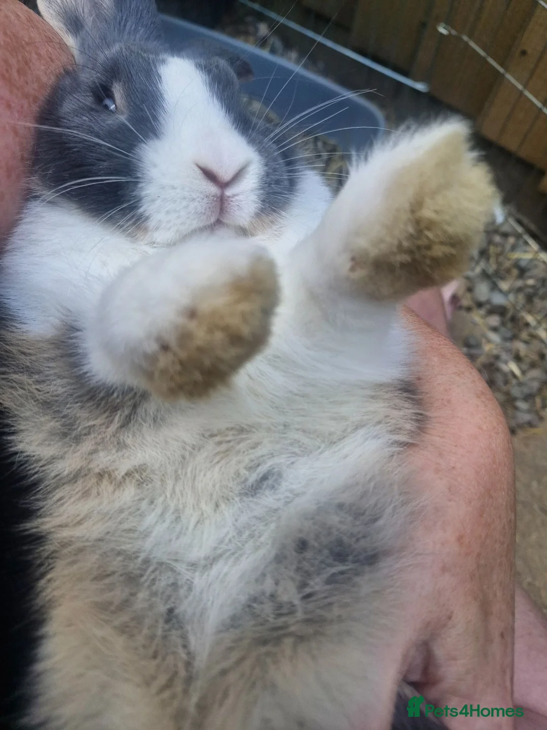 Mixed Breed rabbits for sale: Mini lop and mini lops x rex - Advert 2