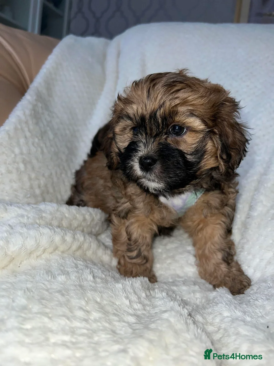 Miniature Poodle dogs for stud: Stunning Red Poodle for Stud in Motherwell - Advert 29