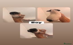 Chihuahua dogs for sale: Chihuahua puppies  - Image 3