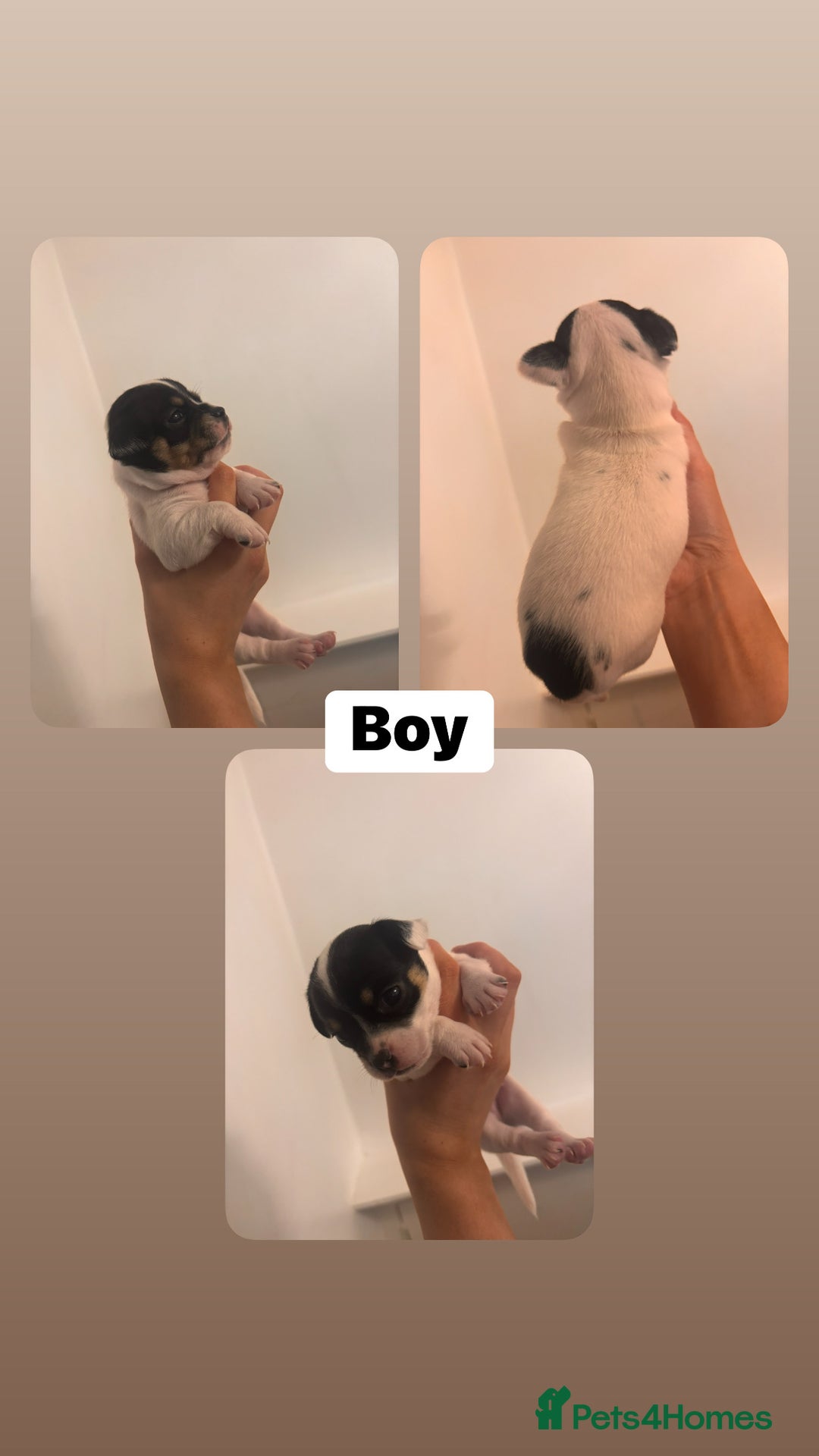 Chihuahua dogs for sale: Chihuahua puppies  - Image 3