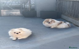 Pomeranian dogs for sale: Adult Pomeranian female for sale  - Image 5