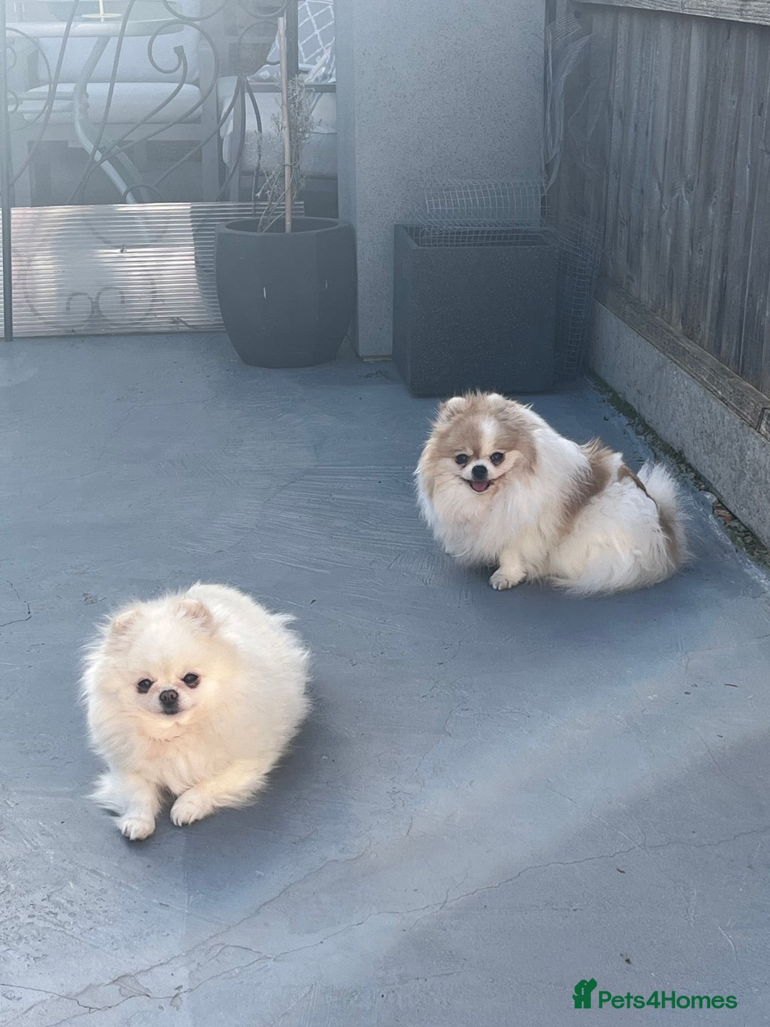 Pomeranian dogs for sale: Adult Pomeranian female for sale  - Image 5