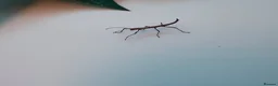 Stick Insects invertebrates for sale: Baby Indian stick insects 🐜 - Advert 5