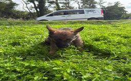 German Shepherd dogs for sale: Germany 🇩🇪 shepherd puppies dogs 🐕 big boned - Image 25