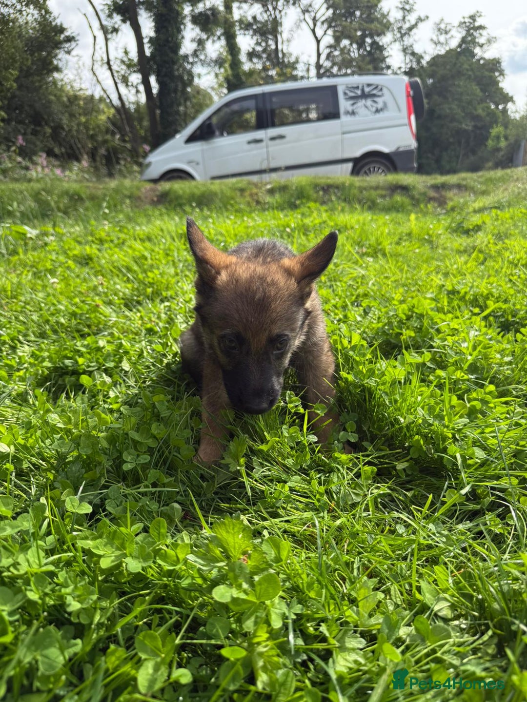 German Shepherd dogs for sale: Germany 🇩🇪 shepherd puppies dogs 🐕 big boned - Image 25