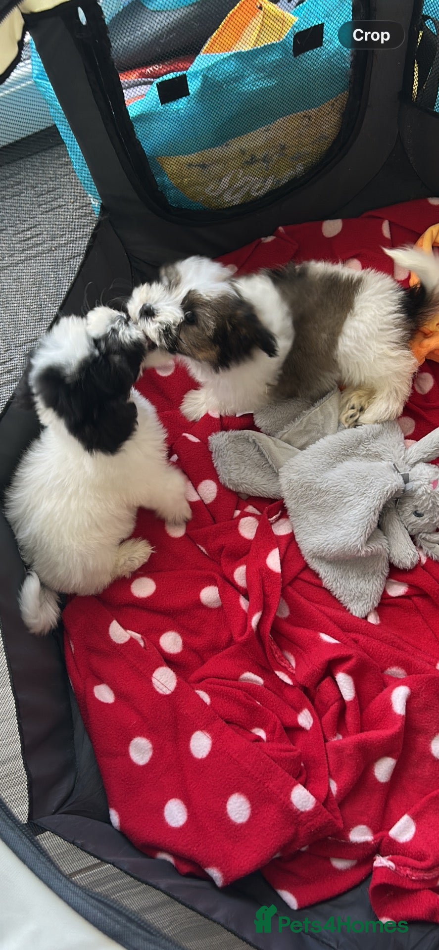 Havanese dogs Beautiful KC Registered Havanese Puppies - Advert 6