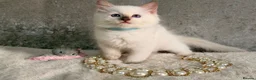 Ragdoll cats for sale: Stunning 🌟 Ragdoll Kittens 🌟  - Advert 7