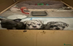 French Bulldog dogs for sale: 3 stunning merle female frenchies  - Advert 3